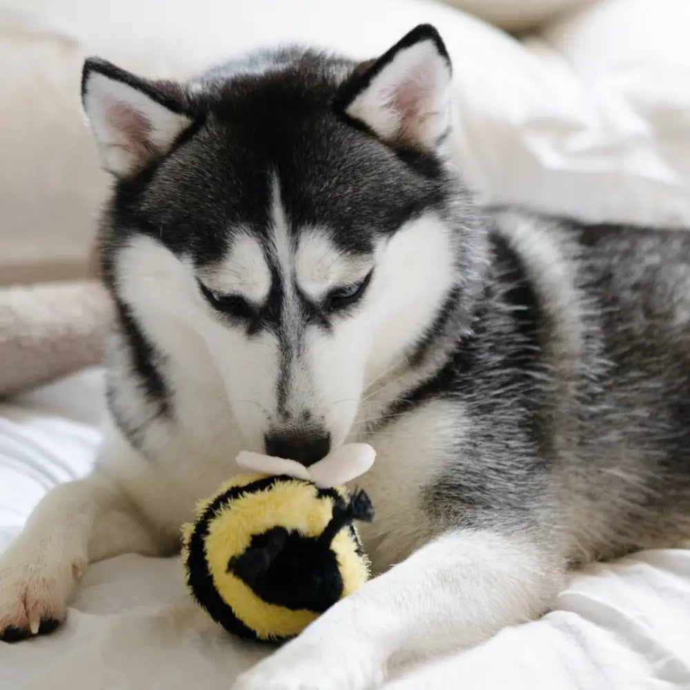 Hund entdeckt neugierig das neue BEE POP Hundespielzeug – spannender erster Kontakt mit Plüsch und Quietschball