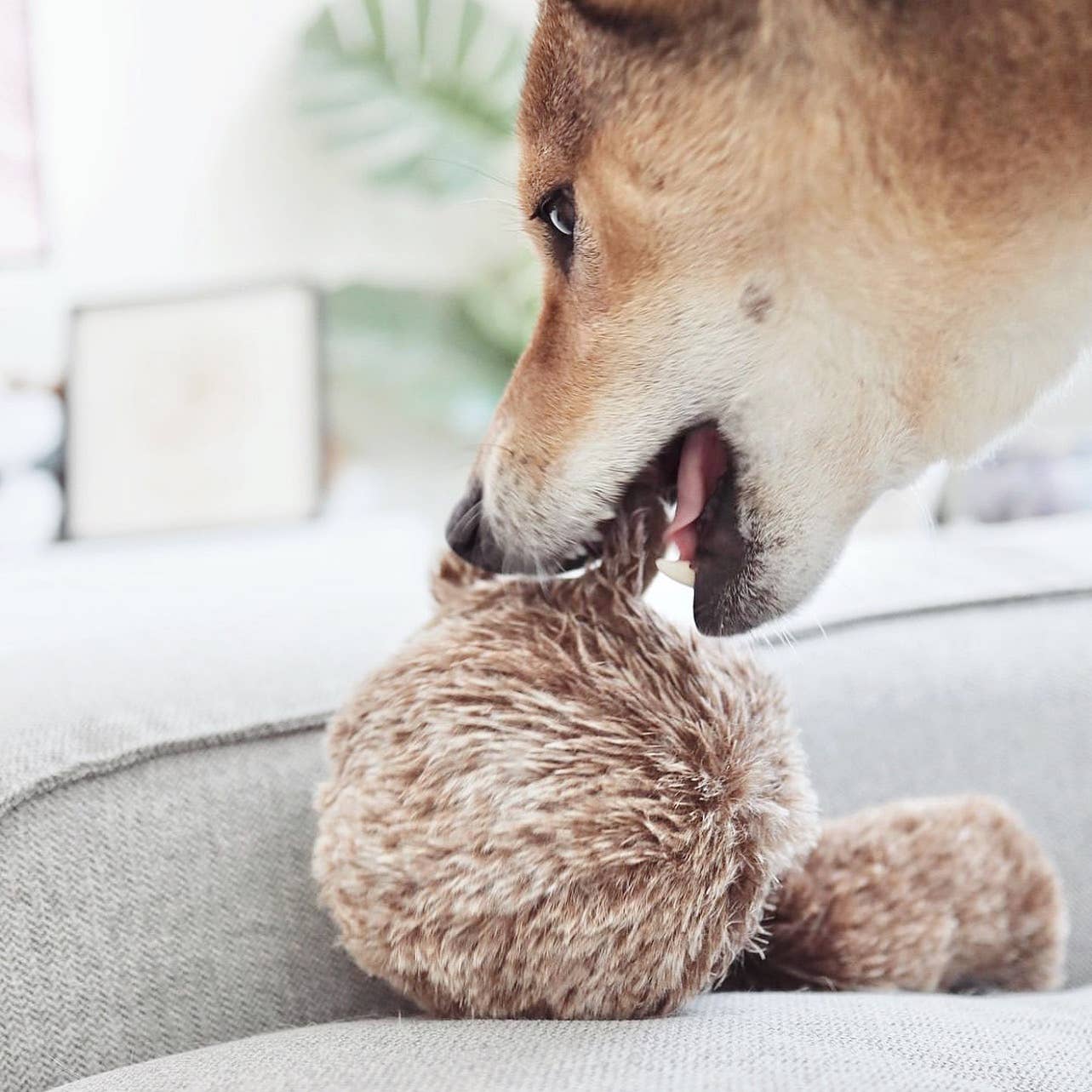 Neugieriger Hund untersucht das POP Spielzeug von Lambwolf Collective mit den Pfoten
