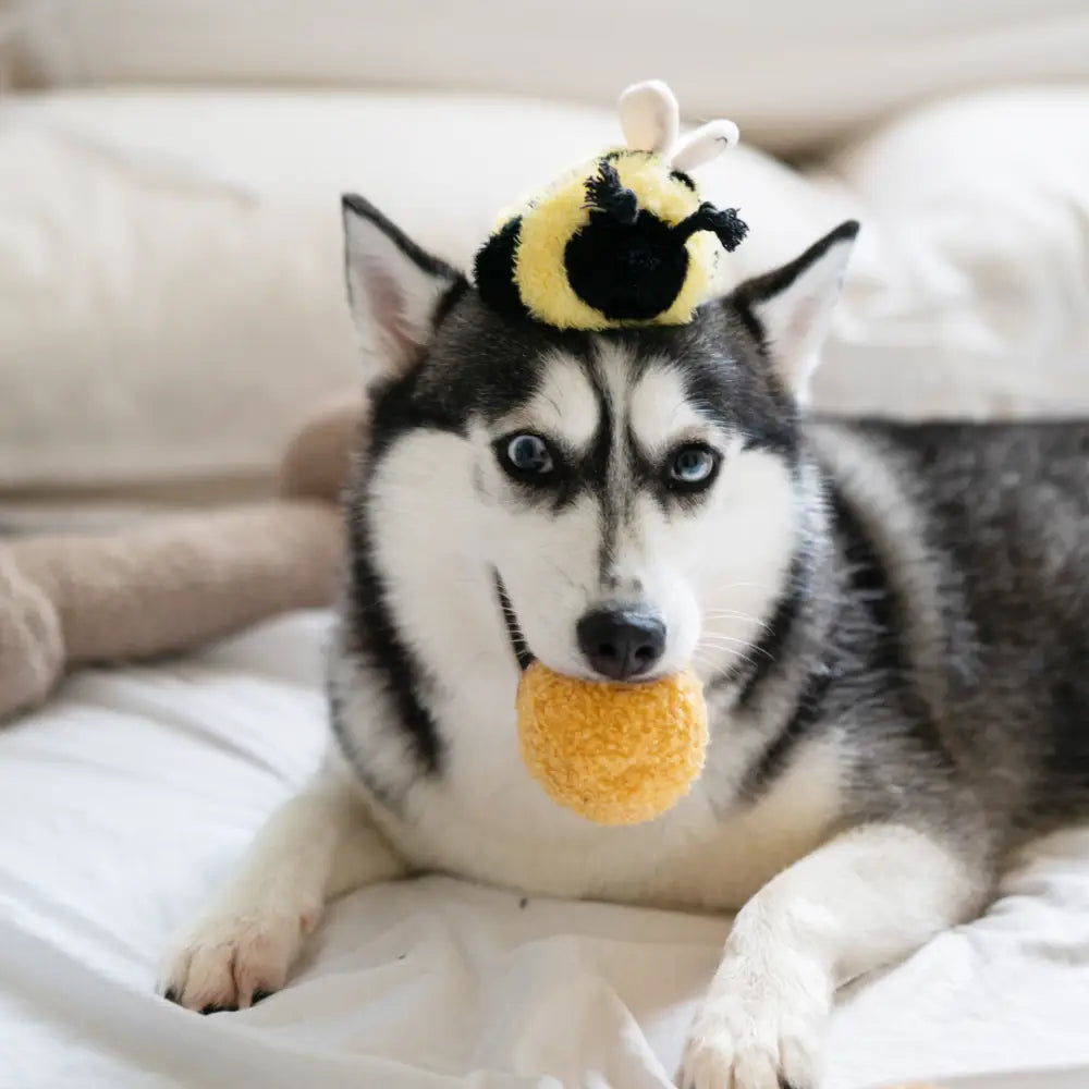 Hund zieht erfolgreich den Quietschball aus dem BEE POP Spielzeug – spielerische Herausforderung