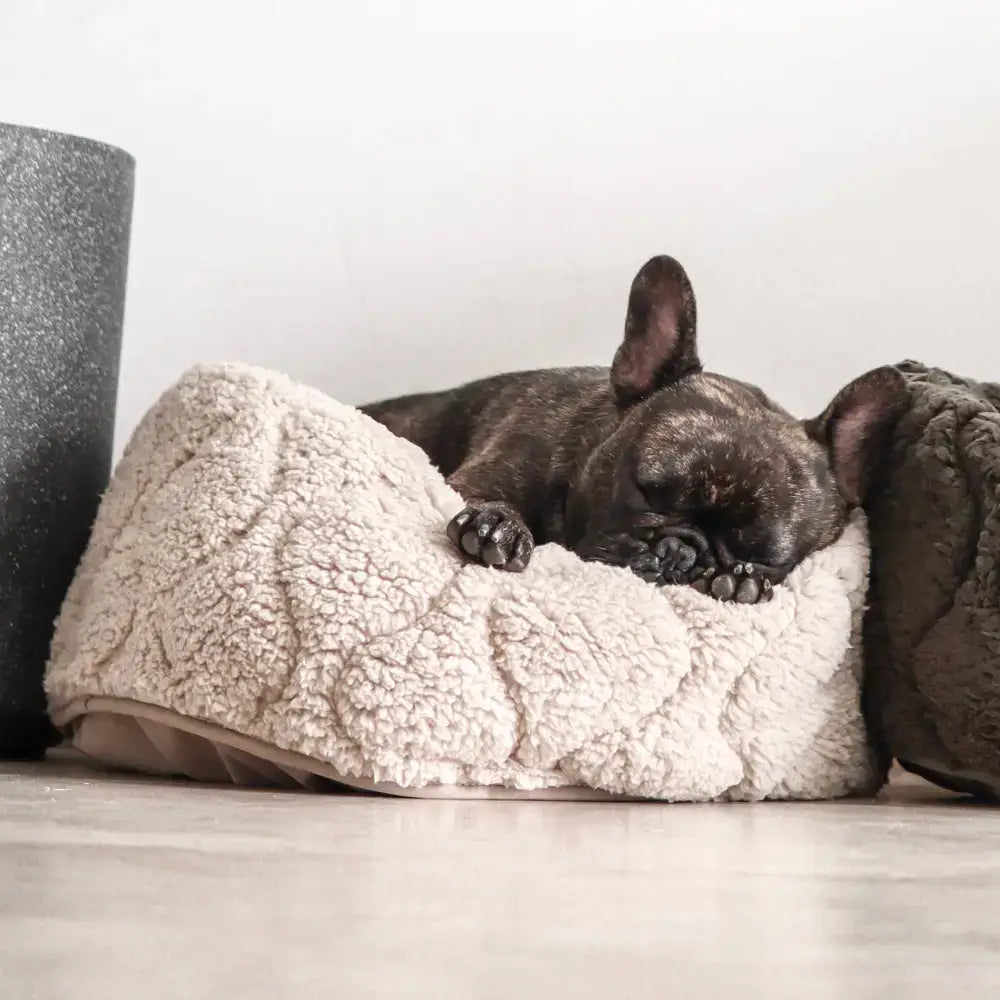 Hund kuschelt sich seitlich ins TAART Donutbett Beige – weiches, sicheres Liegegefühl