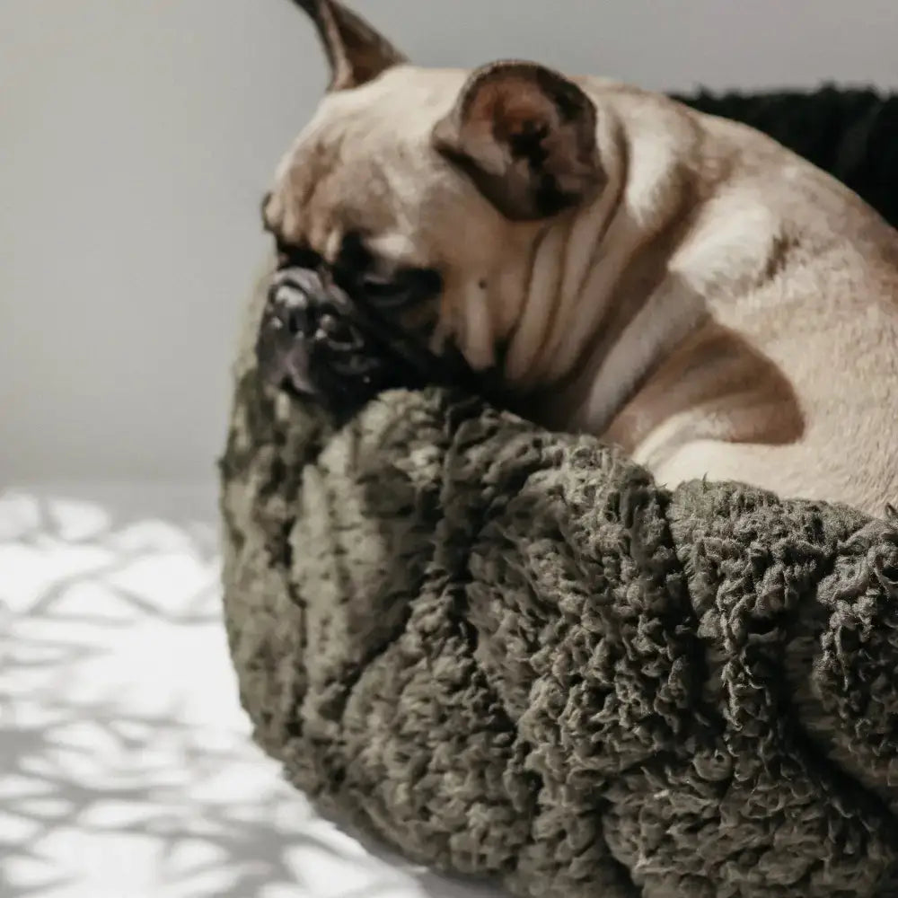 Hund liegt im gewendeten TAART Bett – andere Seite des wendbaren Designs sichtbar in Farn / Oliv