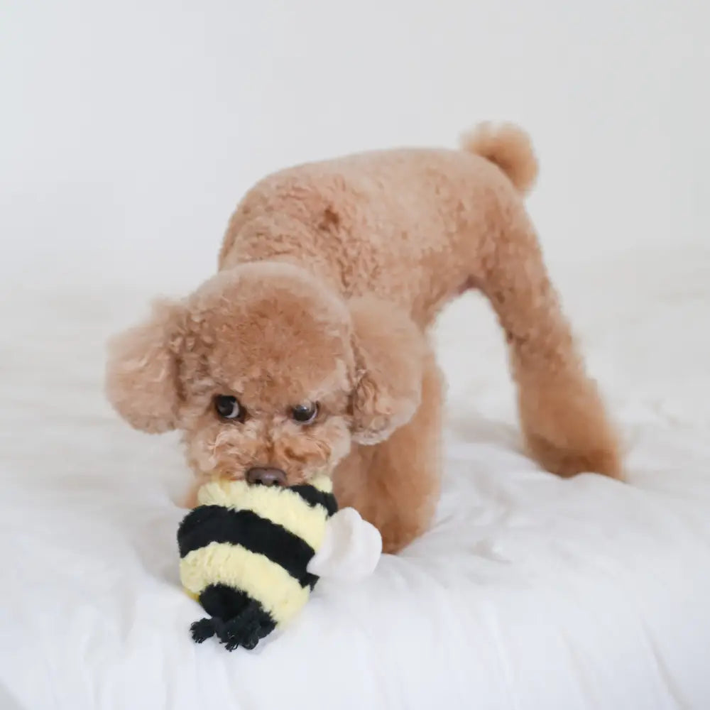 Hund kuschelt mit dem weichen BEE POP Spielzeug aus Teddyplüsch – für Spiel und Geborgenheit