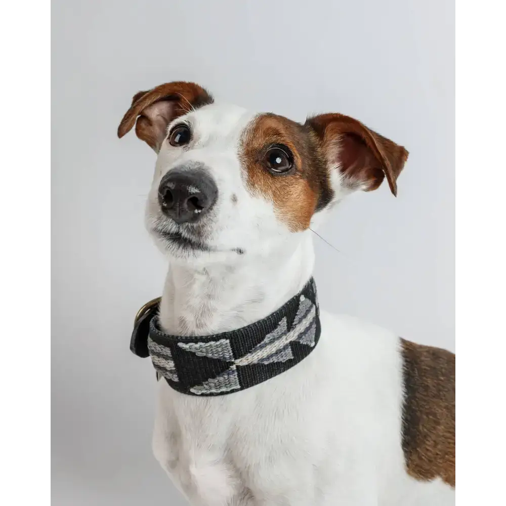 Hund trägt das ETNA BLACK Halsband – elegantes Bohemian-Design mit hochwertigen Materialien für einen stilvollen Look.