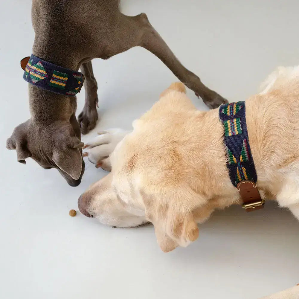Hund trägt das ETNA BLUE Halsband – stilvolles Bohemian-Design mit weichem Leder und robusten Messingbeschlägen.