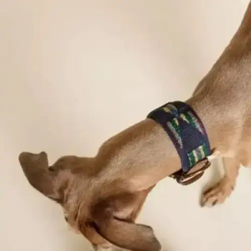 Hund mit ETNA BLUE Halsband und passender Leine – eleganter Look für stilbewusste Gassirunden.