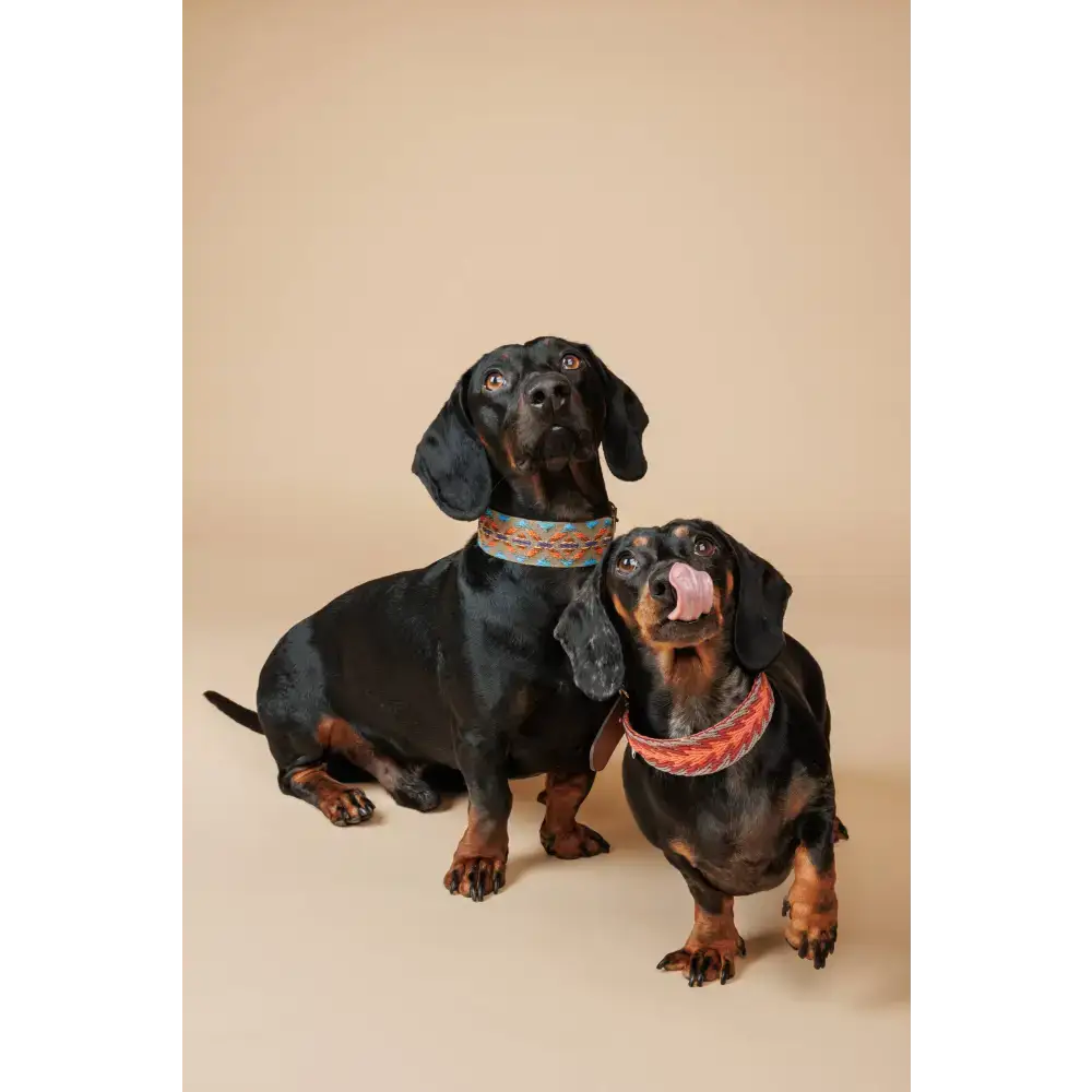 Hund trägt das ETNA GREEN Halsband – luxuriöses Design mit robustem Leder und Bohemian-Muster.