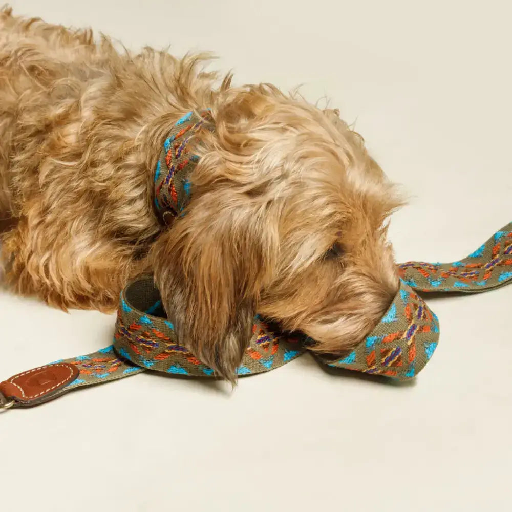 Hund mit ETNA GREEN Hundeleine – stilvolles und komfortables Accessoire für entspannte Spaziergänge.