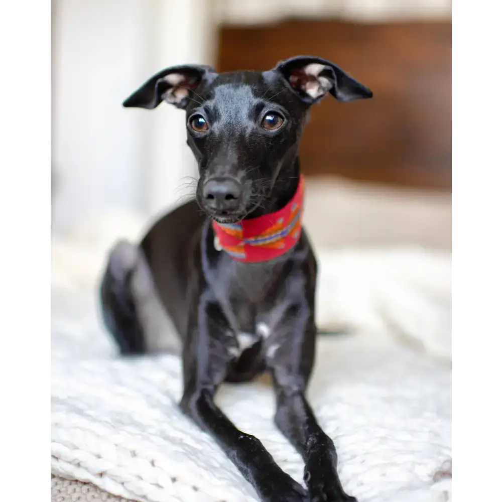 Hund trägt das ETNA RED Halsband von Buddys Dogwear – stilvolles Boho-Design mit hochwertigem Leder und Messingbeschlägen.