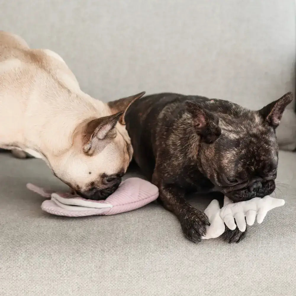 Hund mit FISH ANGEL Spielzeug – Fördert die Schnüffelarbeit und geistige Fitness von Hunden