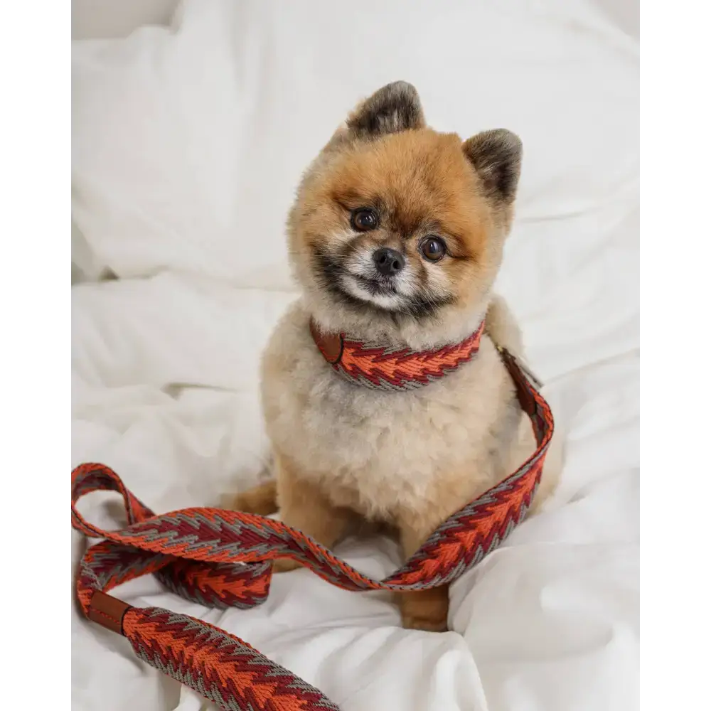 Hund trägt das PERUVIAN ARROW ORANGE Halsband – leuchtende Farben, eleganter Leder-Verschluss und handgefertigte Qualität.