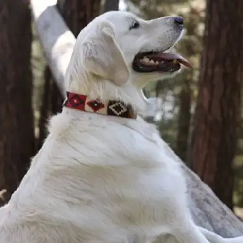 Hund mit PERUVIAN INDIAN BLUE Halsband – stilvolles Bohemian-Design mit hochwertigen Materialien für einen einzigartigen Look.