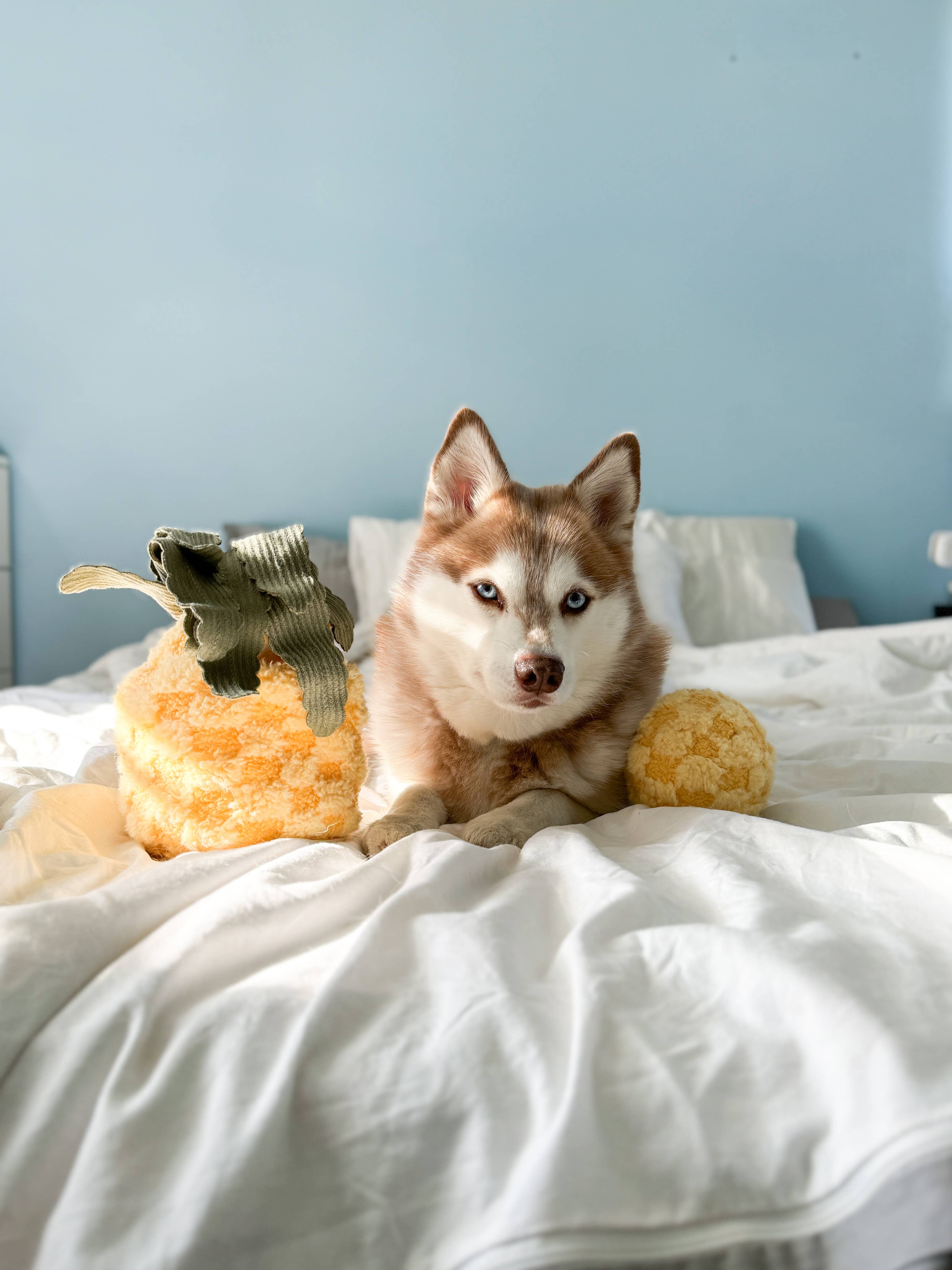 Hund liegt auf dem Bett mit dem PINEAPPLE POP Spielzeug von Lambwolf Collective