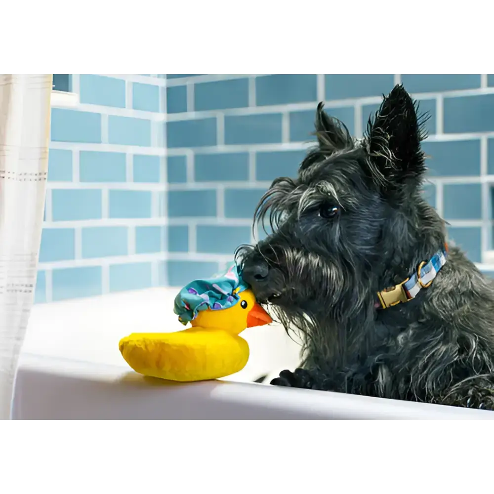 Hund spielt mit Bubbles die Ente – kuscheliges Hundespielzeug mit Grunz-Quietscher und verstärkten Nähten für langlebigen Spaß.