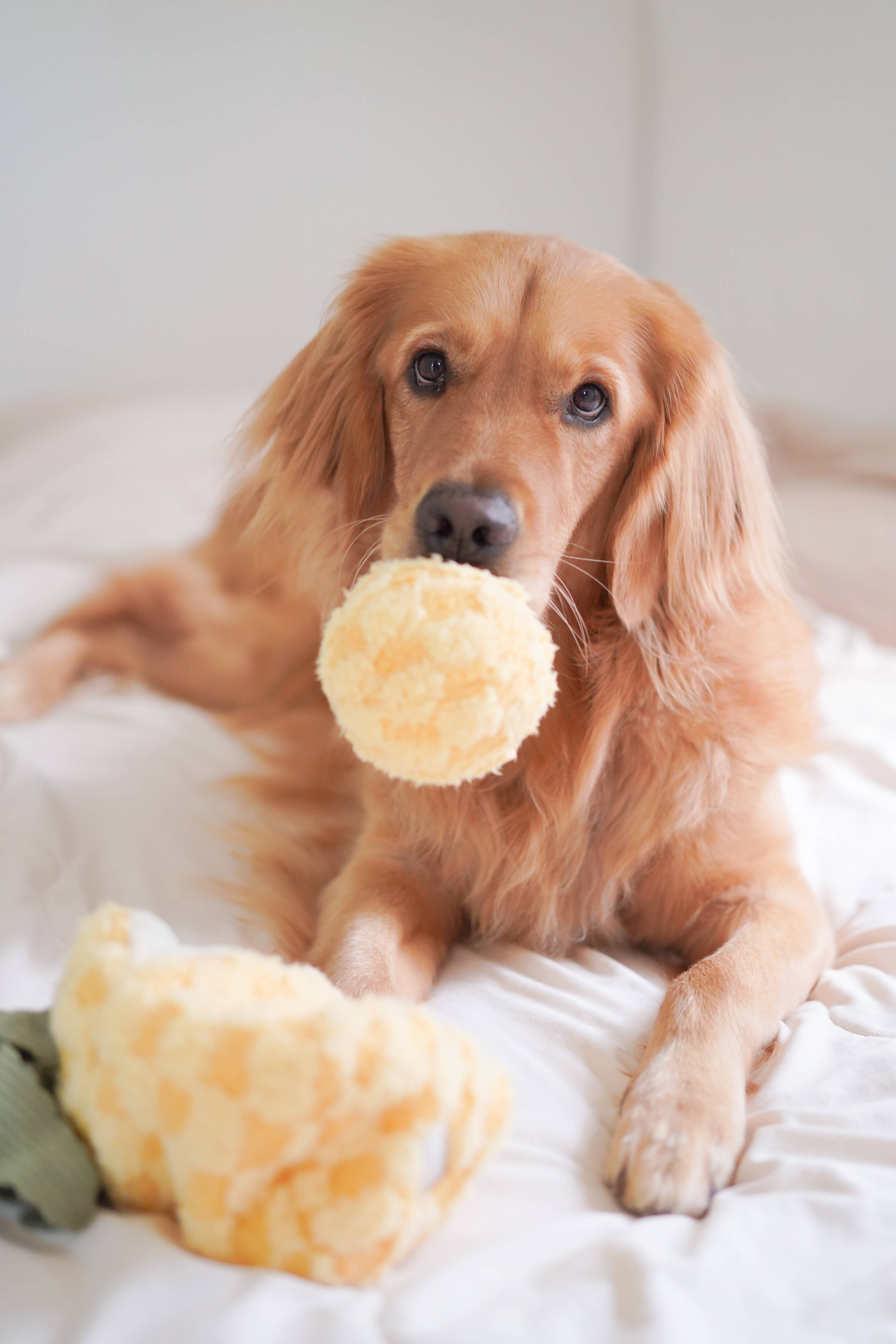 Hund trägt den befüllbaren POP-Ball aus dem PINEAPPLE POP Spielzeug im Maul