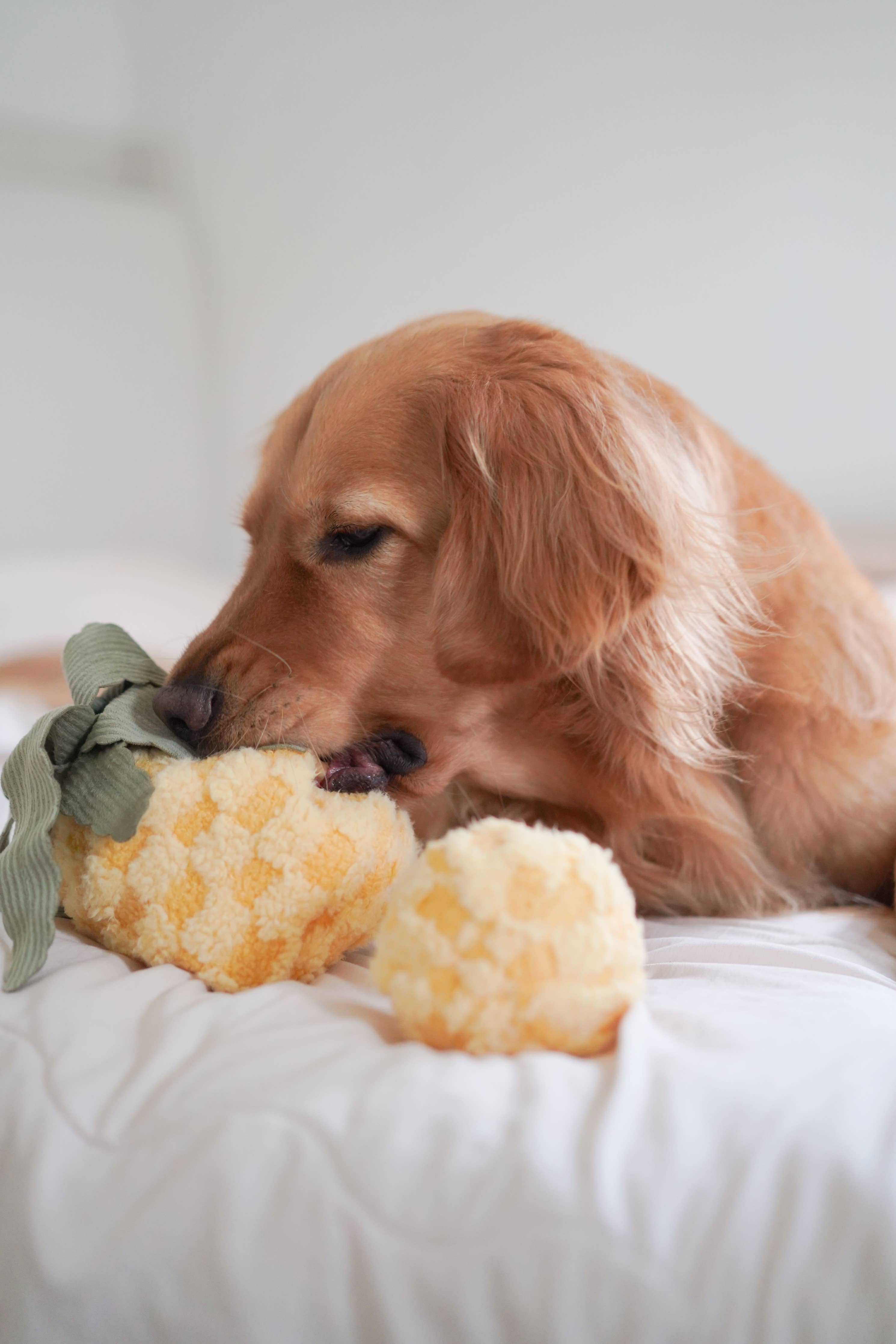 Hund untersucht neugierig das PINEAPPLE POP Spielzeug mit befüllbarem Ball