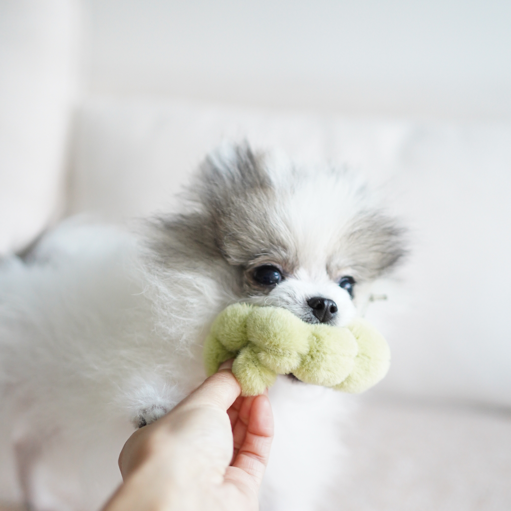 Hund spielt begeistert und schnappt nach dem Quietschwurm im Apple & Caterpillar Spielzeug von Lambwolf Collective