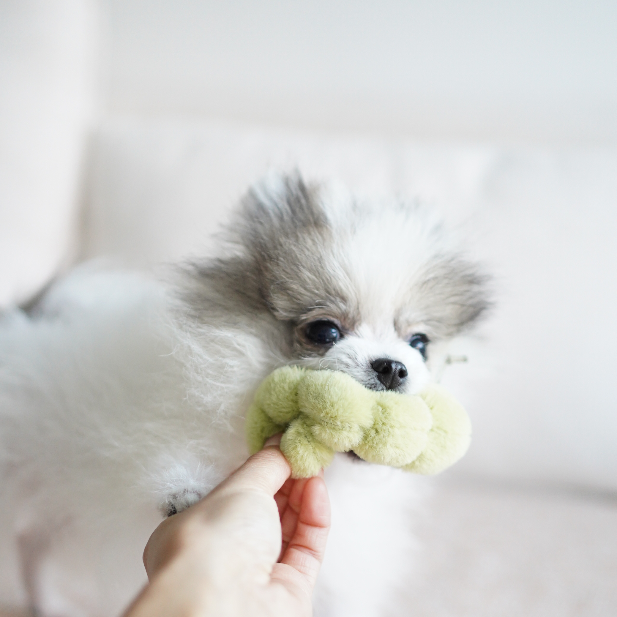 Hund spielt begeistert und schnappt nach dem Quietschwurm im Apple & Caterpillar Spielzeug von Lambwolf Collective