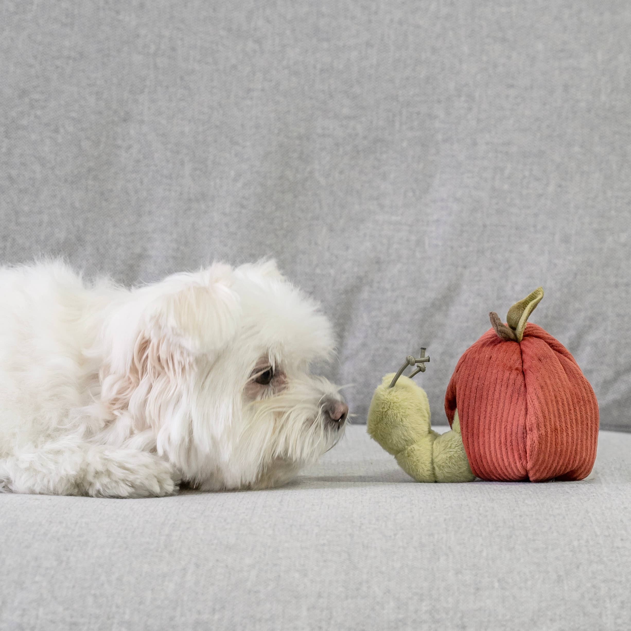 Hund schnüffelt neugierig an der Apfelschale des Apple & Caterpillar Spielzeugs von Lambwolf Collective