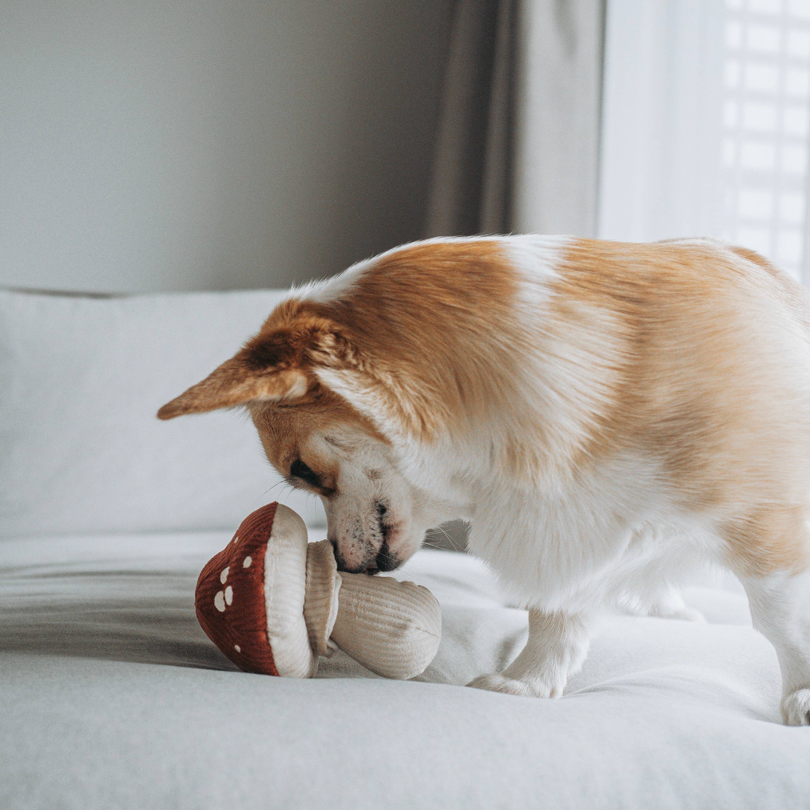 Corgi beschnüffelt SHROOM Spielzeug auf dem Sofa – interaktives Hundespielzeug mit Leckerli-Versteck