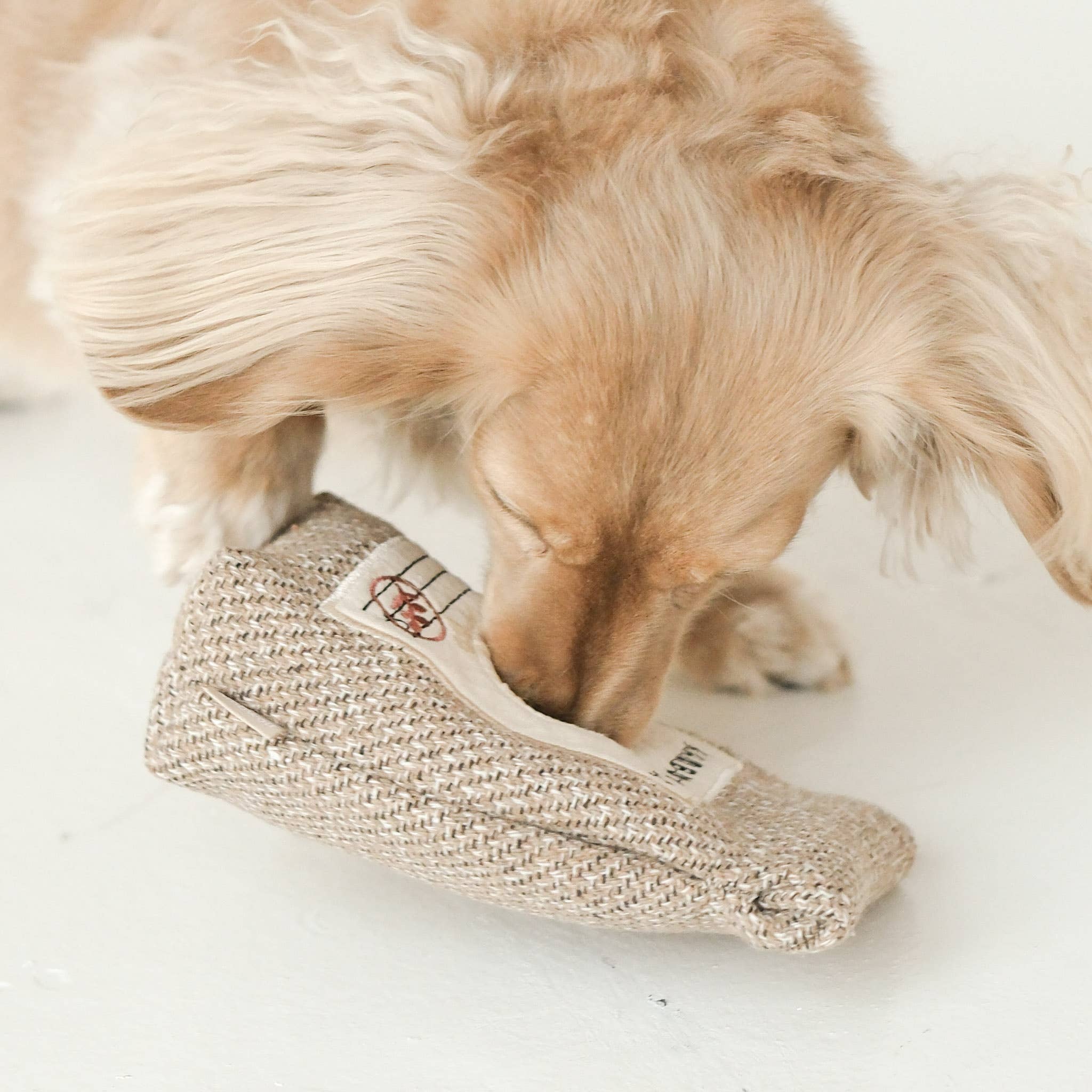 Hund entdeckt und spielt begeistert mit den COFFEE BEANS
