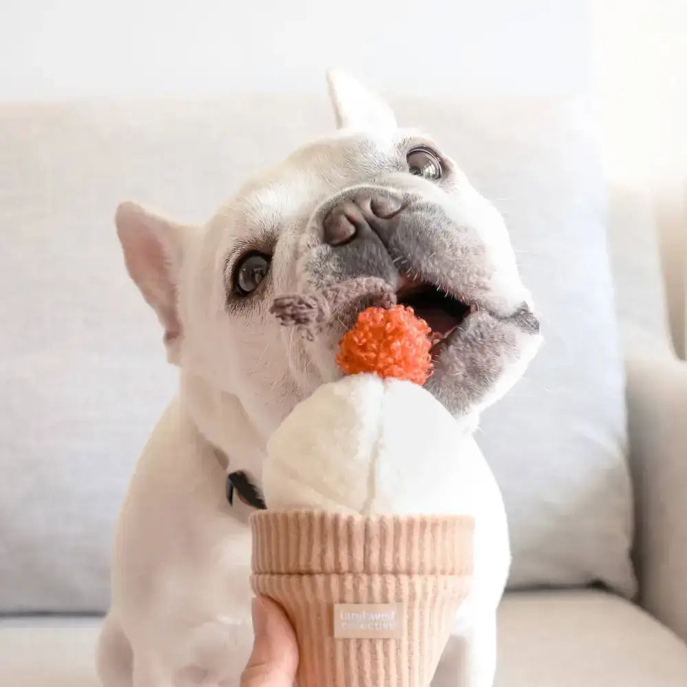 Hund spielt mit ICE CREAM POP Intelligenzspielzeug – Vanillekugel als Hüpfball mit Quietschfunktion