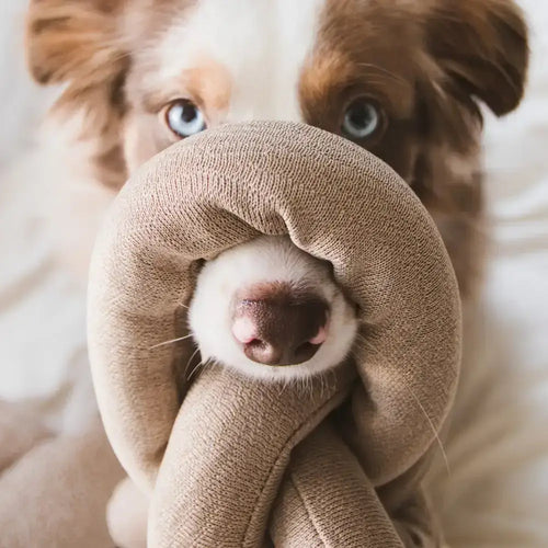Hond speelt met NOU Hondenspeelgoed – In verschillende vormen zoals brezel en knoop te veranderen