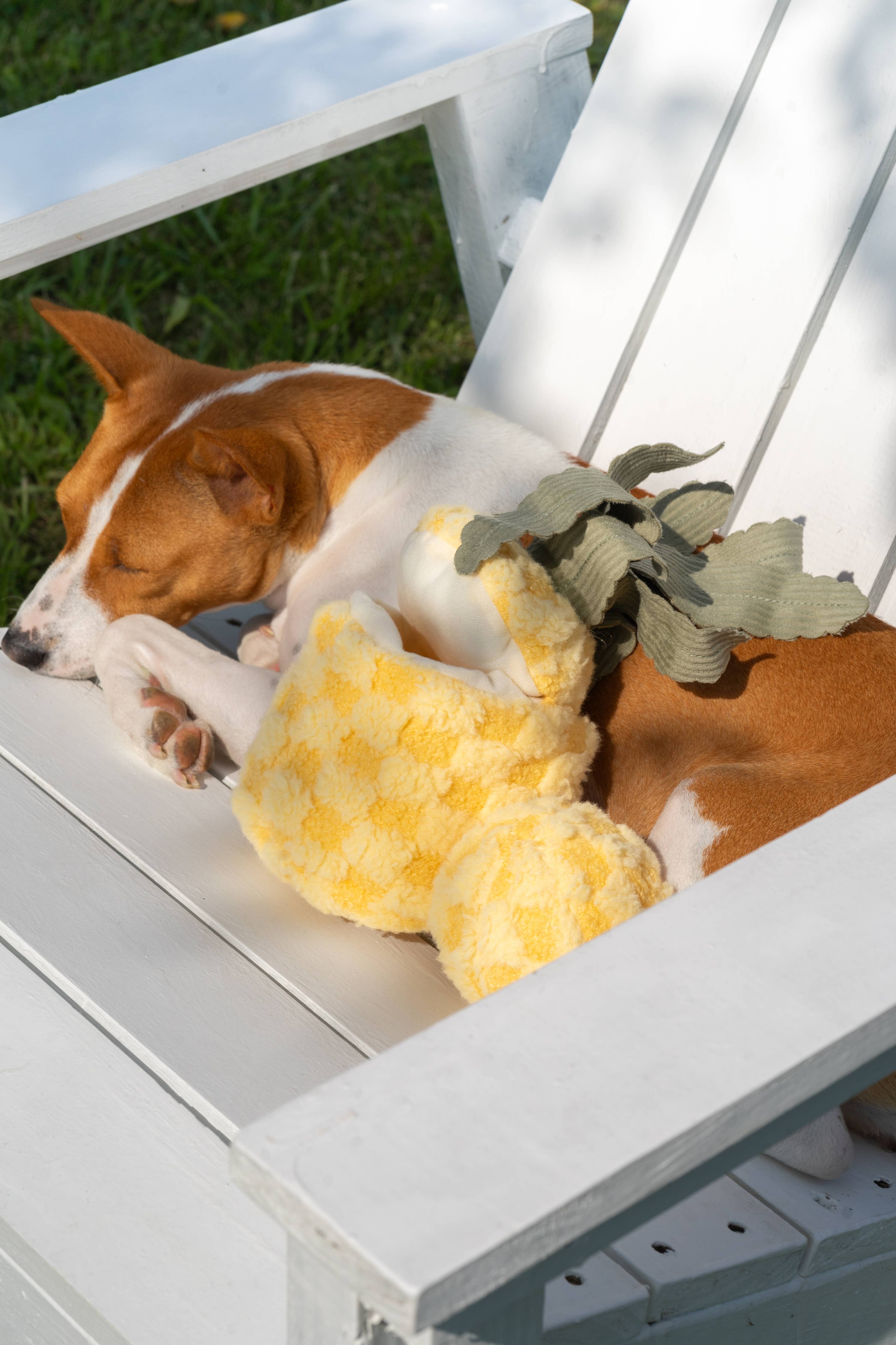 Hund genießt die Sonne neben dem PINEAPPLE POP Spielzeug auf einem Gartenstuhl
