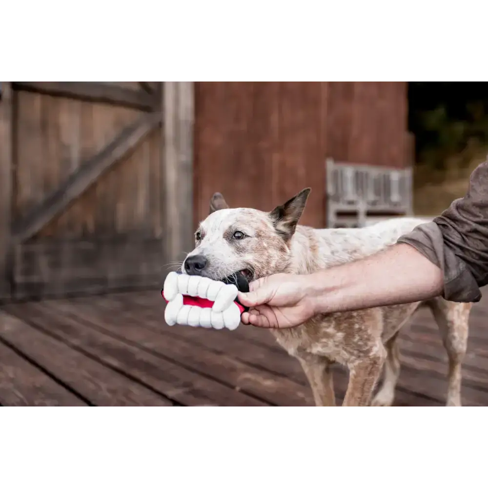 Hund trägt das Halloween Hundespielzeug "Barkys Biss" – gruseliger Spielspaß für die schaurige Jahreszeit.