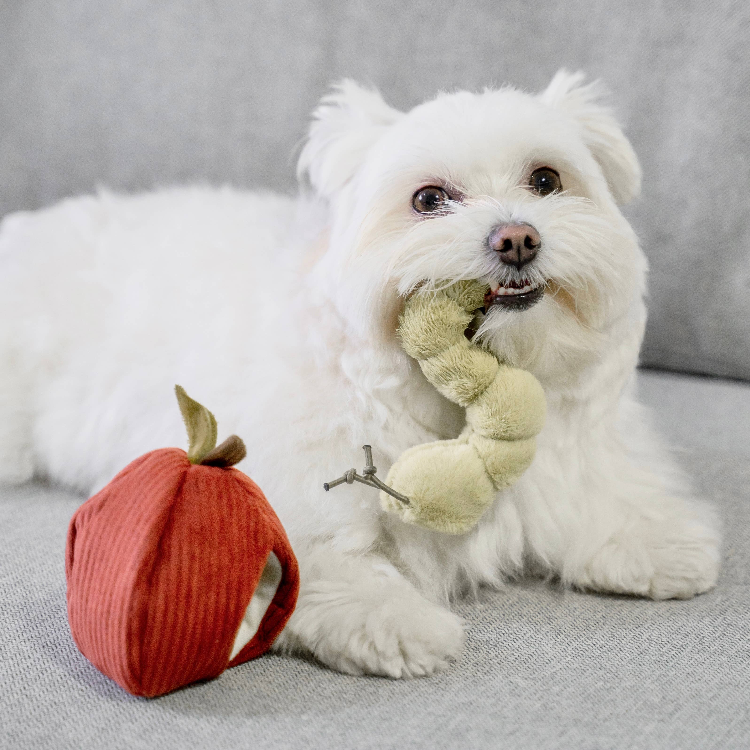 Hund trägt stolz das Apple & Caterpillar Hundespielzeug von Lambwolf Collective im Maul