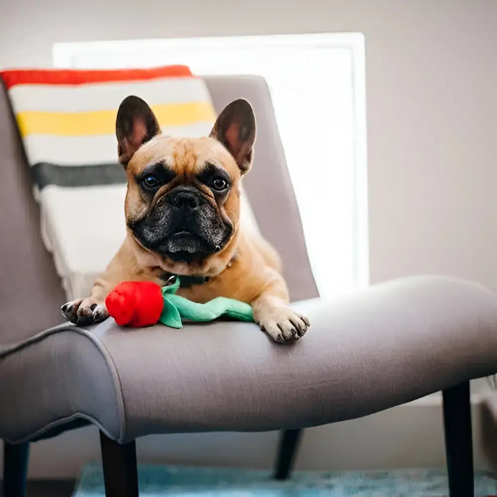 Hund trägt das interaktive Hundespielzeug "Rovers Rosen" – perfekte Foto-Momente und lustiger Spielspaß in einem!