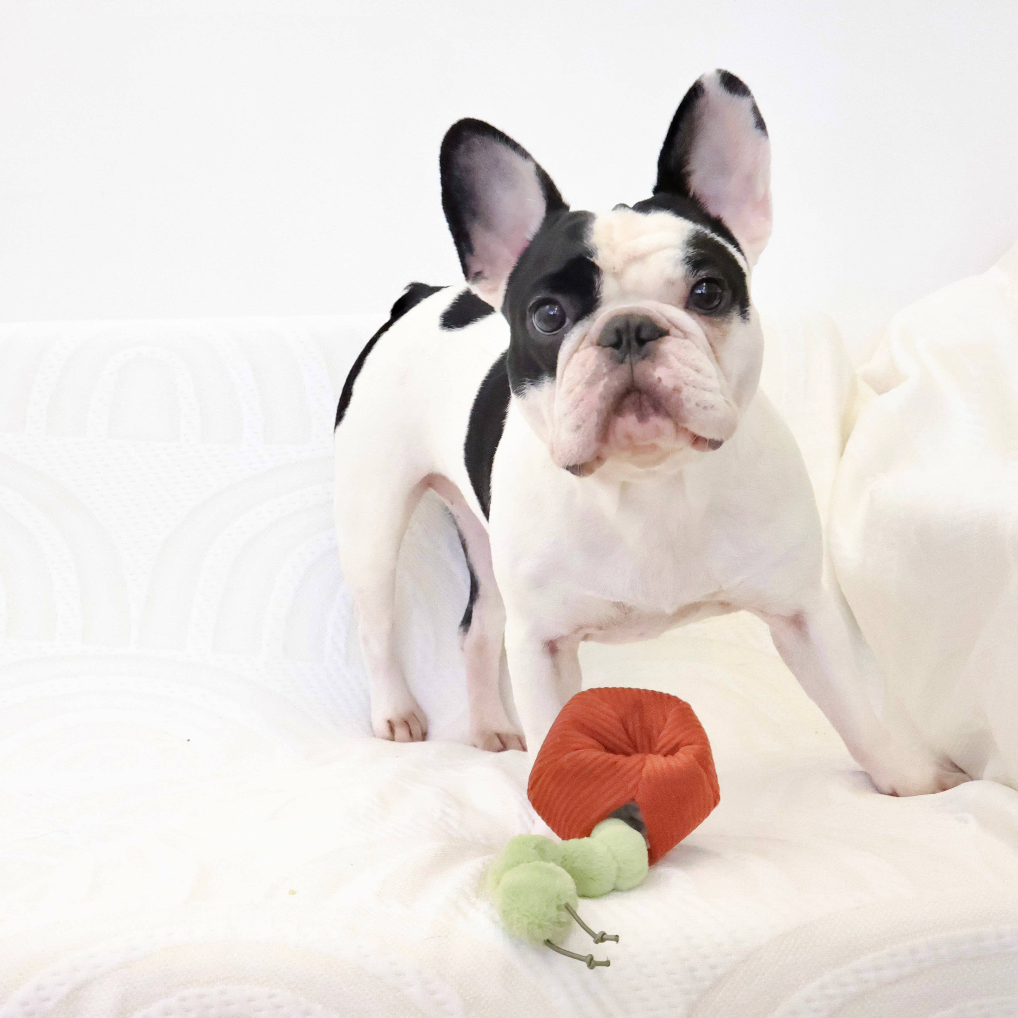 Hund steht neugierig vor dem Apple & Caterpillar Knisterapfel von Lambwolf Collective