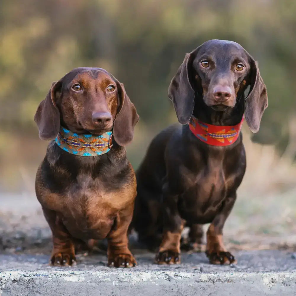 Mehrere Hunde mit dem ETNA GREEN Halsband – stilvolle Eleganz und perfekte Passform für jede Rasse.