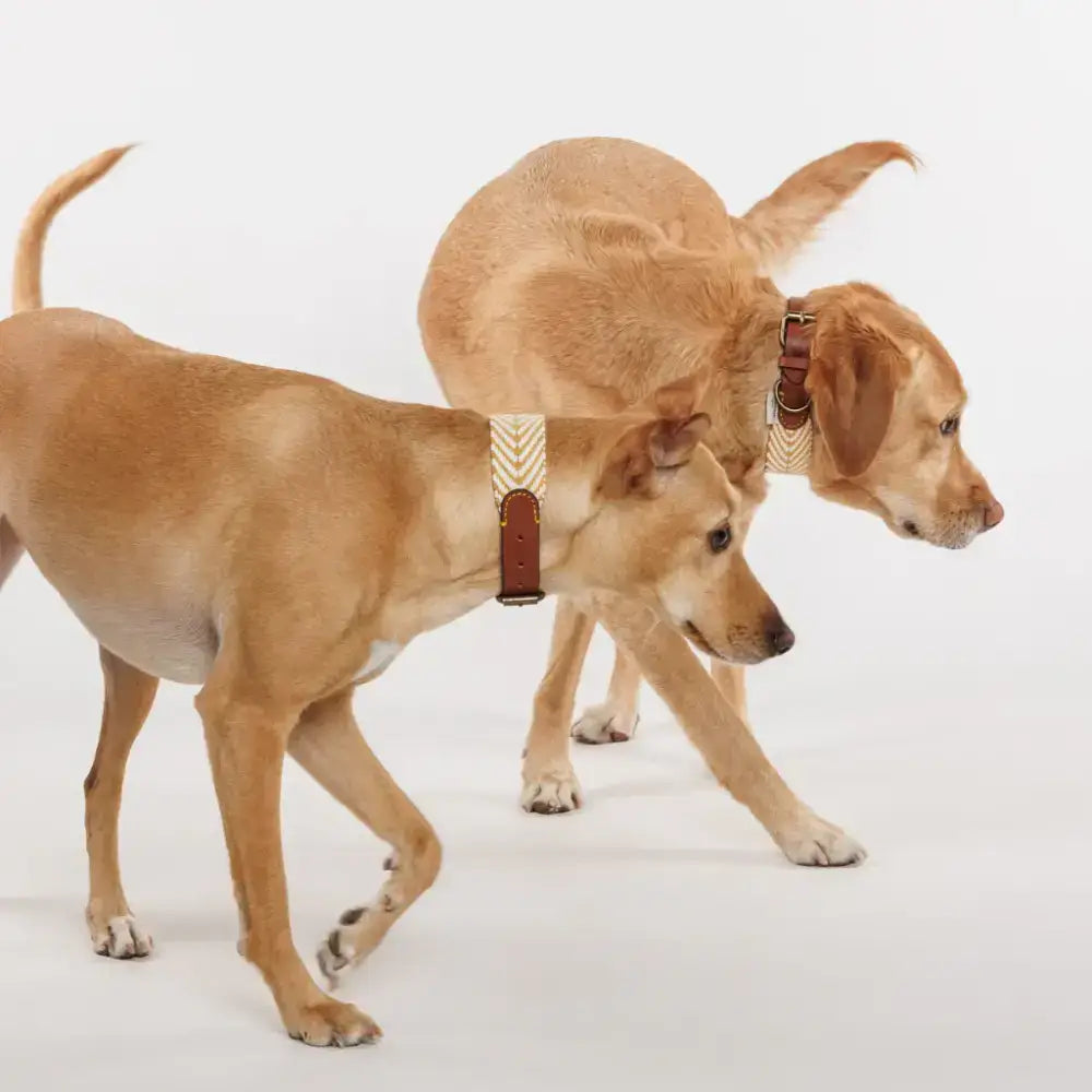 Mehrere Hunde tragen das PORTIXOL SAND Halsband – limitierte Summer Edition für stilvolle Spaziergänge.