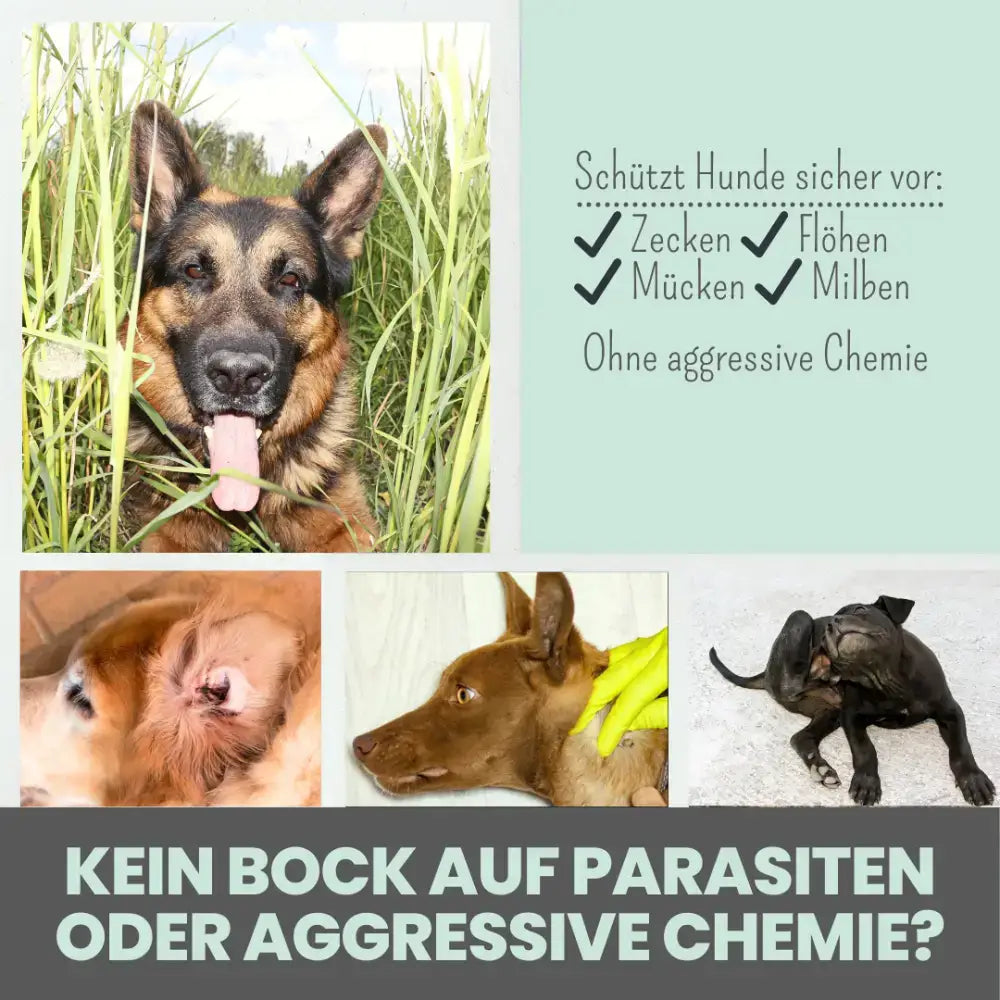 Effektiver Zeckenschutz für Hunde mit Saltidin – schützt sicher vor Zecken und anderen Parasiten.
