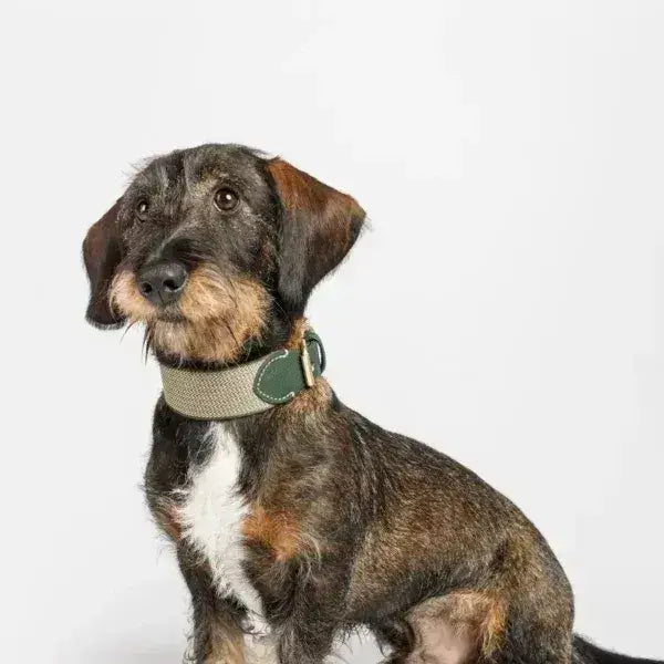 Hochwertiges Hundehalsband JAMES GREEN mit Matt-Gold-Verschlüssen – Stil und Komfort vereint
