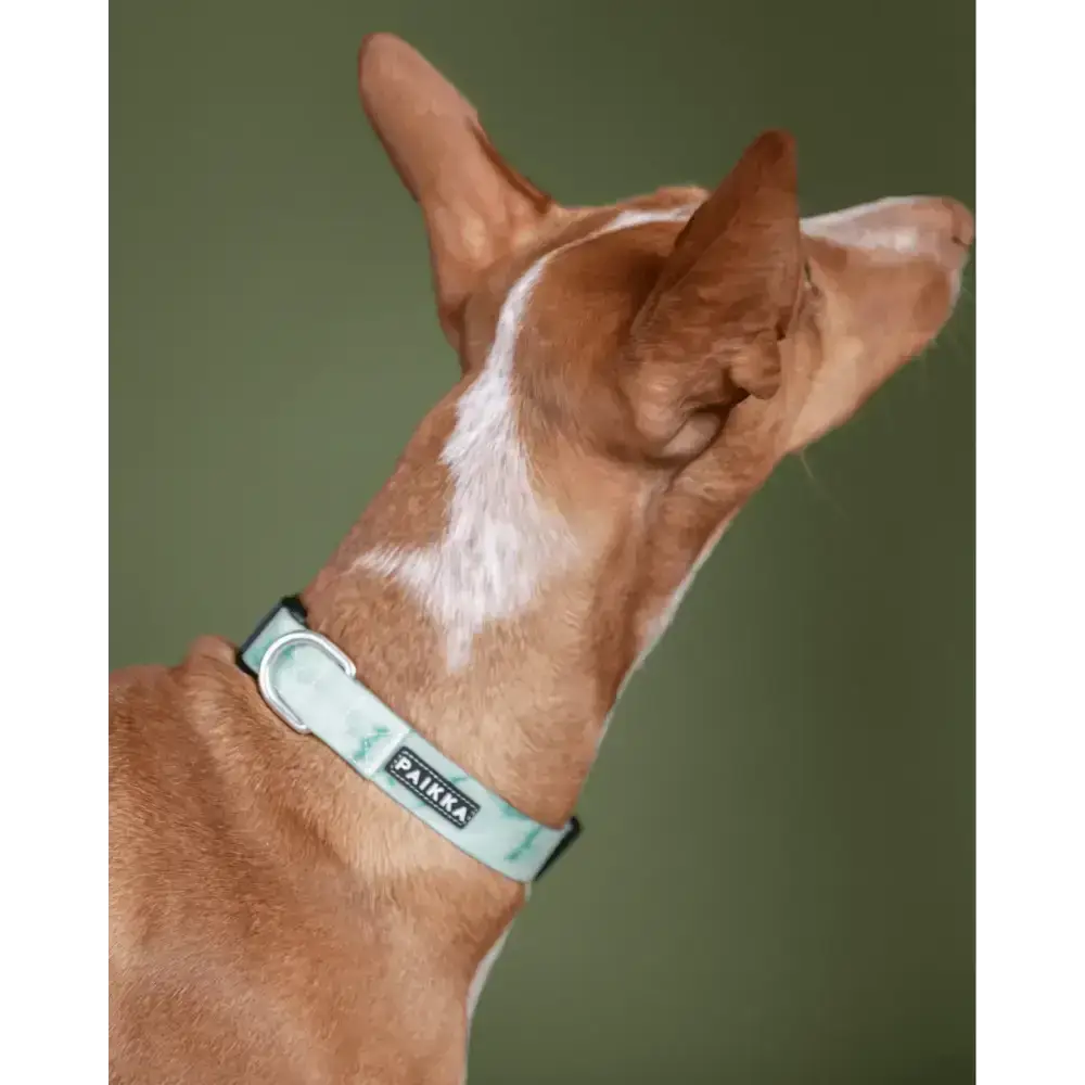 Halsband Glow Collar Marble Green - Hundehalsband mit Aluminium-D-Ring und langlebigem, wasserfestem Material.