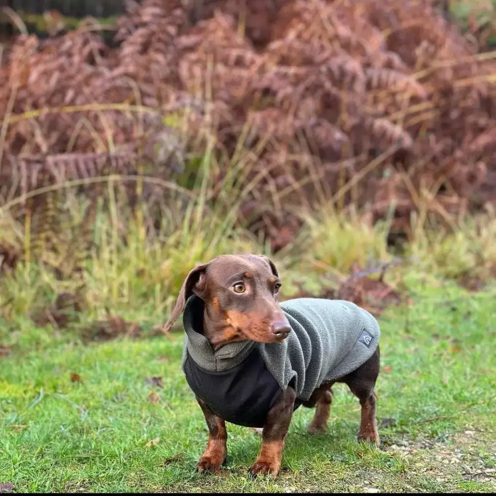 Hundemantel // Dackel Fleecepullover mit wasserdichtem Baucheinsatz // Olive - Hundepullover