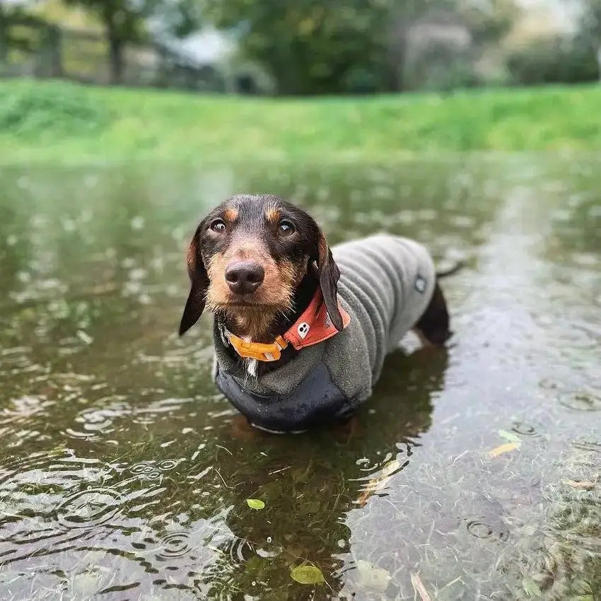 Hundemantel // Dackel Fleecepullover mit wasserdichtem Baucheinsatz // Olive - Hundepullover