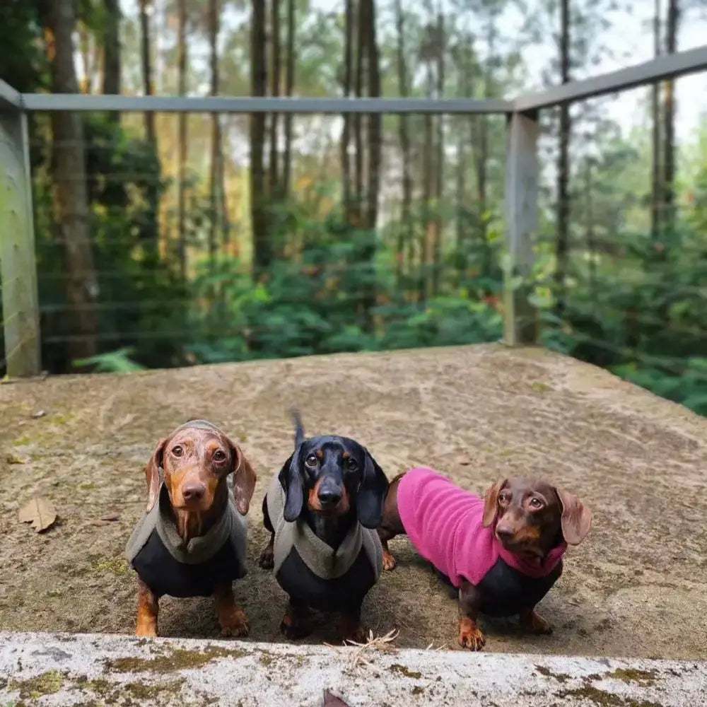 Hundemantel // Dackel Fleecepullover mit wasserdichtem Baucheinsatz // Alt Rosa - Hundepullover