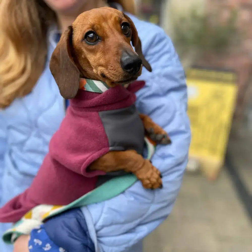 Hundemantel // Dackel Fleecepullover mit wasserdichtem Baucheinsatz // Alt Rosa - Hundepullover