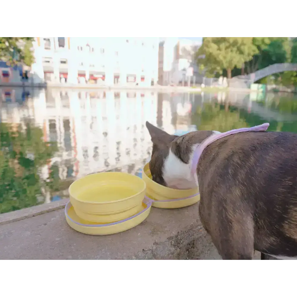 Der geöffnete Reisenapf zeigt seine zwei faltbaren Schalen – perfekt für Futter und Wasser. Praktisch für Spaziergänge, Ausflüge oder lange Reisen mit Hund.