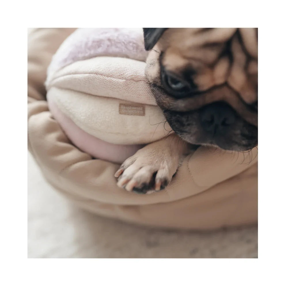 Nahaufnahme: Hundepfote auf TOTO Schnüffelball – rosa Hundespielzeug von Lambwolf Collective