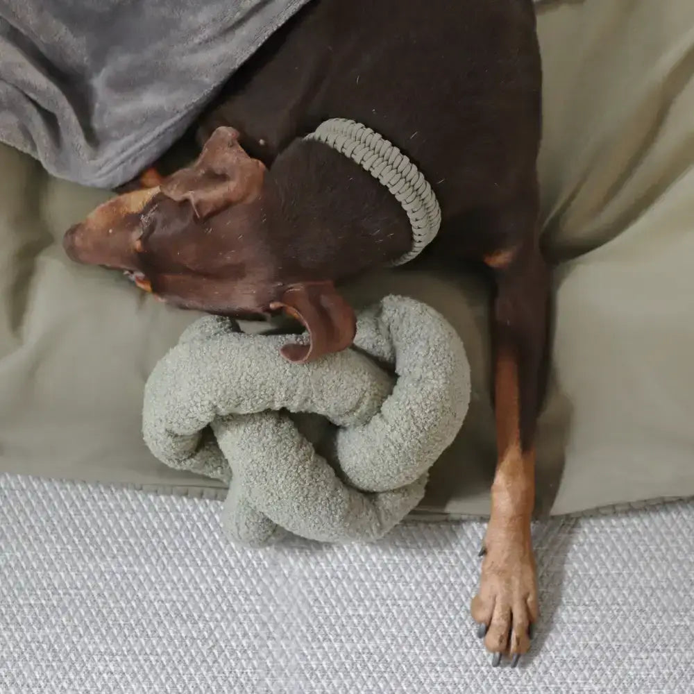 Langlebiges Hundespielzeug für große Hunde – Weicher Teddy-Plüsch schont Zähne & Zahnfleisch.