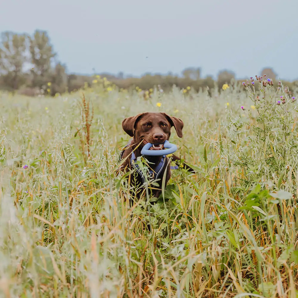 hey-lana-hundespielzeug-herz-blau