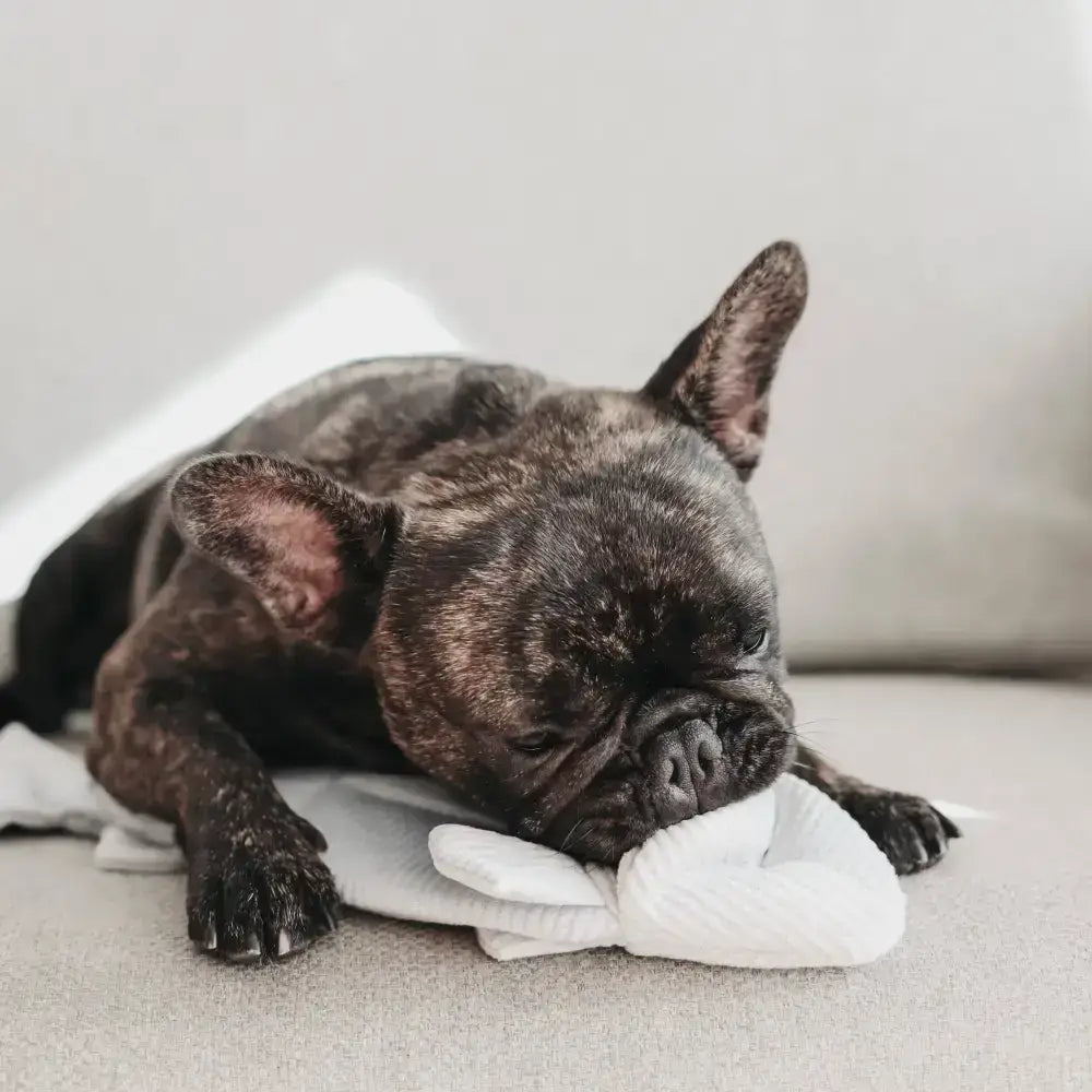 Schnüffelspielzeug für Hunde – TROUT enthält knisternde Flossen & eingebaute Quietsch-Fischgräten.