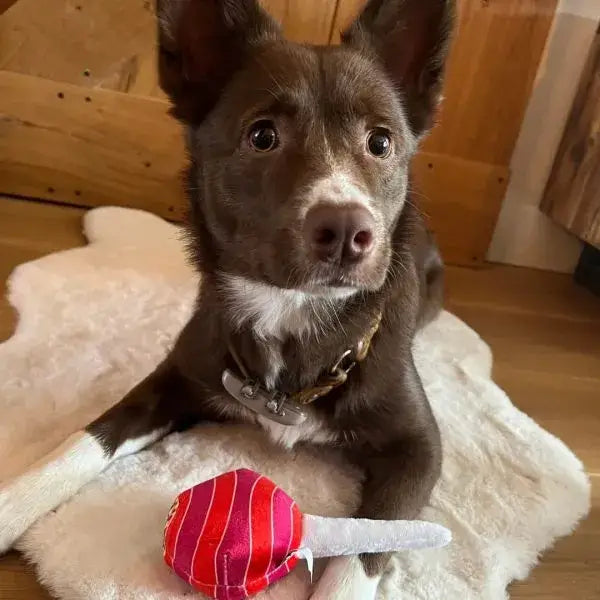 Hundespielzeug // Puppapups Lollipop - Hundespielzeug