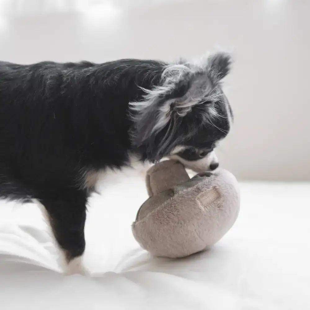 Hund spielt mit dem GUU Schnüffelpilz – Wackeliger Boden für zusätzlichen Spielspaß und Herausforderung.