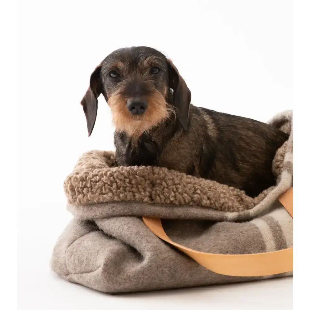 Kleiner Hund liegt entspannt in der weichen 2.8 Duepuntootto Hundetasche – unterwegs wie zuhause