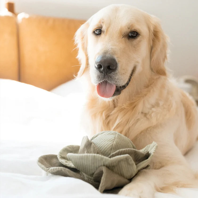 Beschäftigungsspielzeug Hund | KOHL POP - Stoffspielzeug