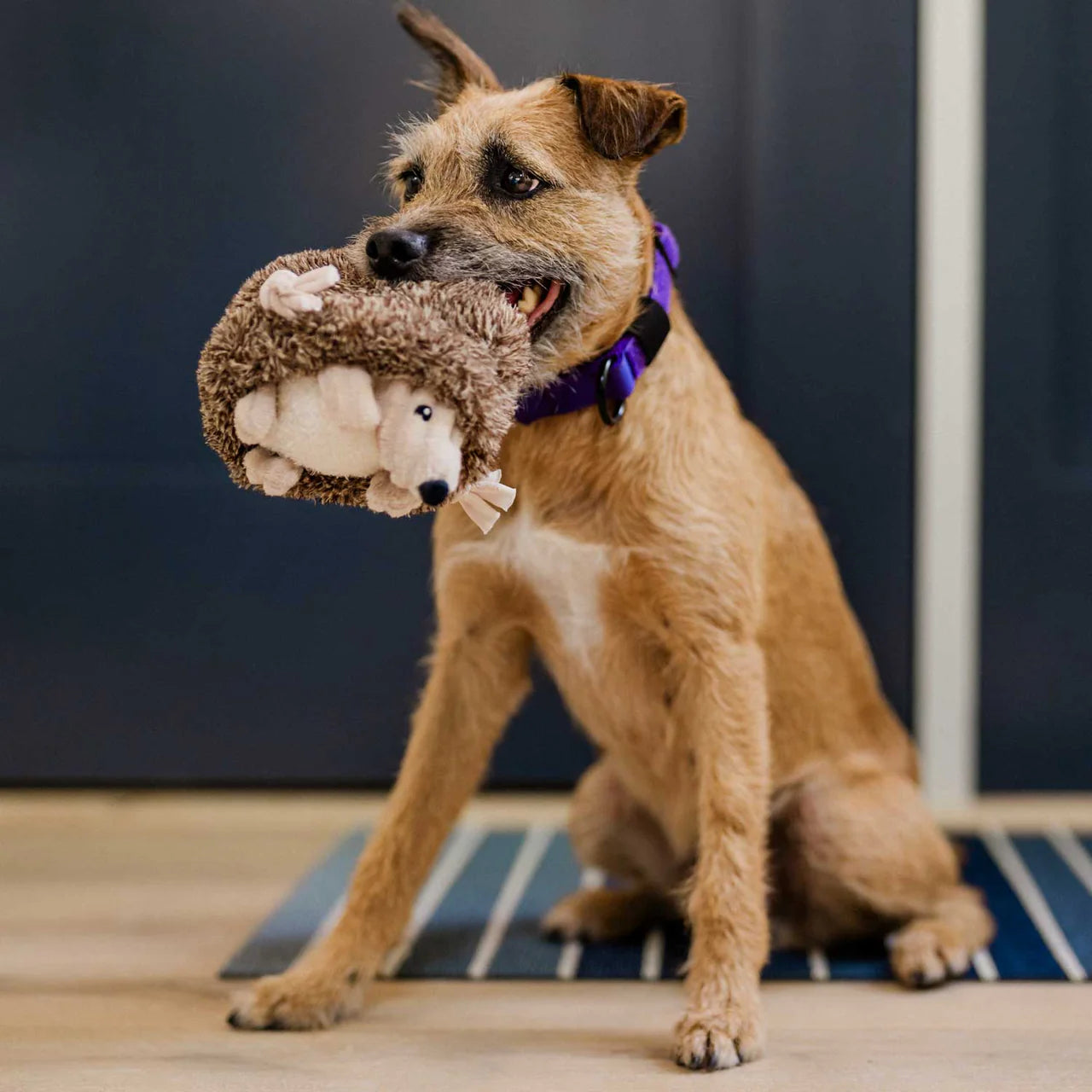 Nachhaltiges Hundespielzeug in Igel-Form – weich, robust & waschbar